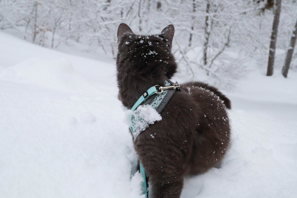 SoldWithSteven's tweet photo. Tried taken Piper outside, she wasn't having it.
Just couldn't sit still for 30 seconds nope! 😩
-
#PipersPhotoShoot 📸🐈
#Maine #MaineWinter #Snowing #CatLovers #Meow #MyGirl #RussianBlue #MissPiper #CatsAreFamily #CatDad https://t.co/FSGQIQGtc7