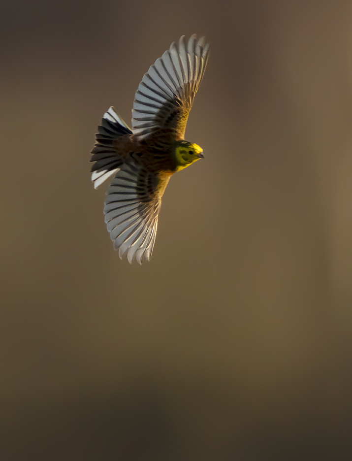 And just so you don't think I've abandoned wildlife photography here's a #Yellowhammer in glorious early morning light from a few days ago #yellowhammer #wildlife #britishwildlife #britishwildlifephotography #sonyA1