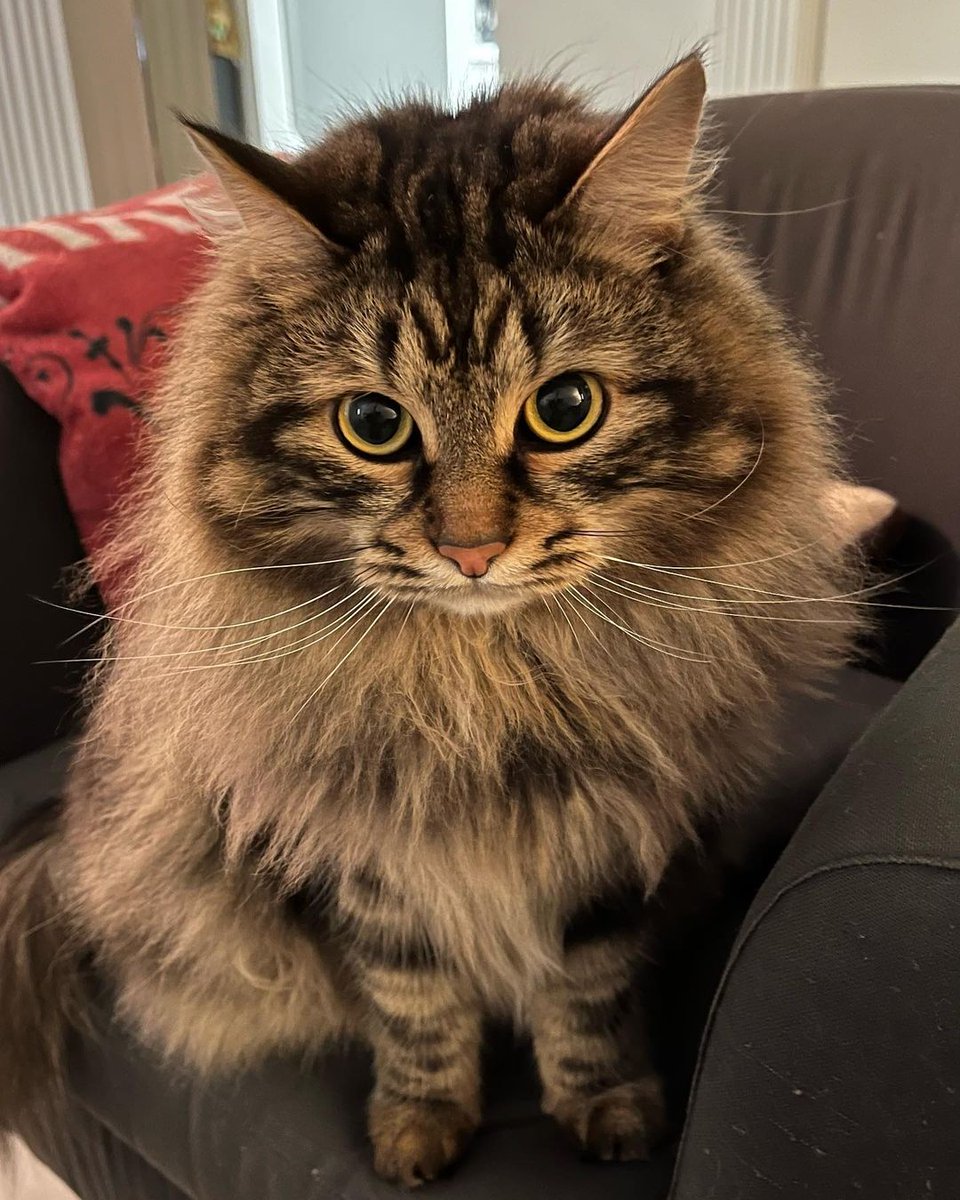 coolmainecoon1's tweet photo. RT
I lost my treat dispensing ball so I haven’t been getting my daily treats 😾 https://t.co/hjx8GLuic5