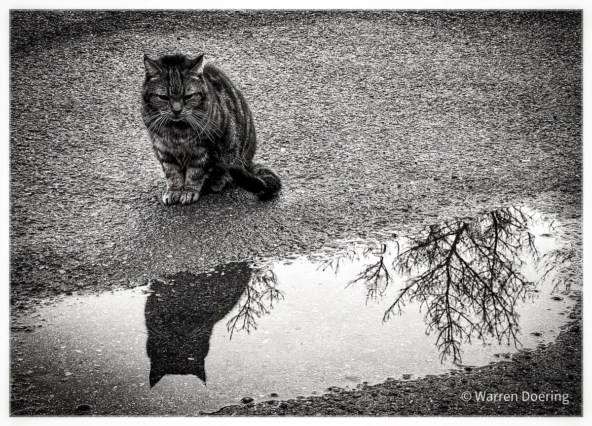 #Monochrome #Outdoors #OneAnimal #cat #reflecfion_photography #photography #puddle #reflecfion #waterreflections #blackandwhitephotography