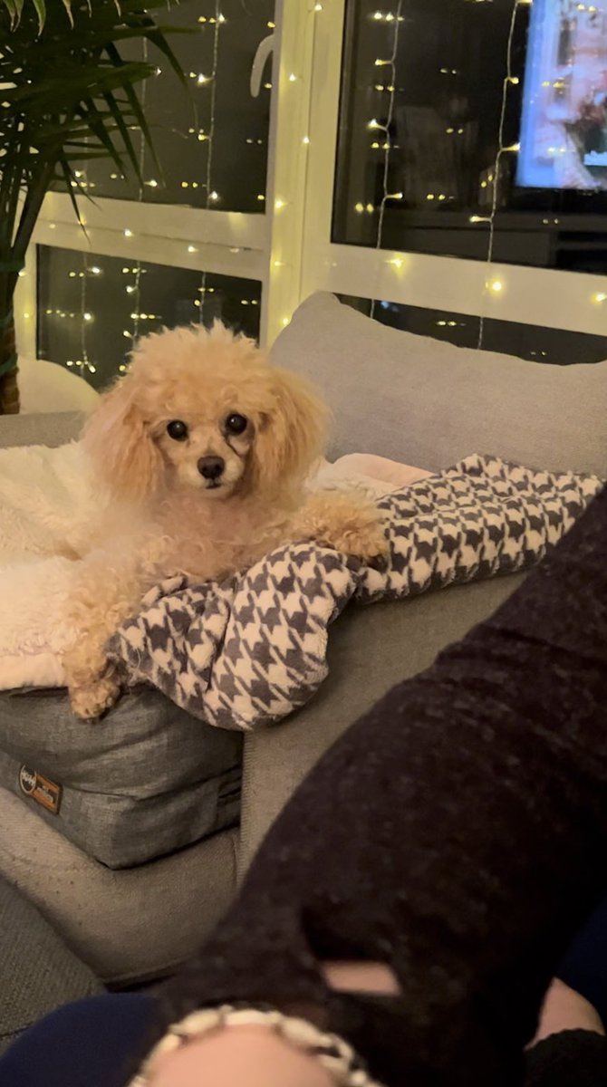 TigerNYpoodle's tweet photo. Heartbroken. Tiger left us yesterday 💔💔💔 https://t.co/md1CvHQJFu