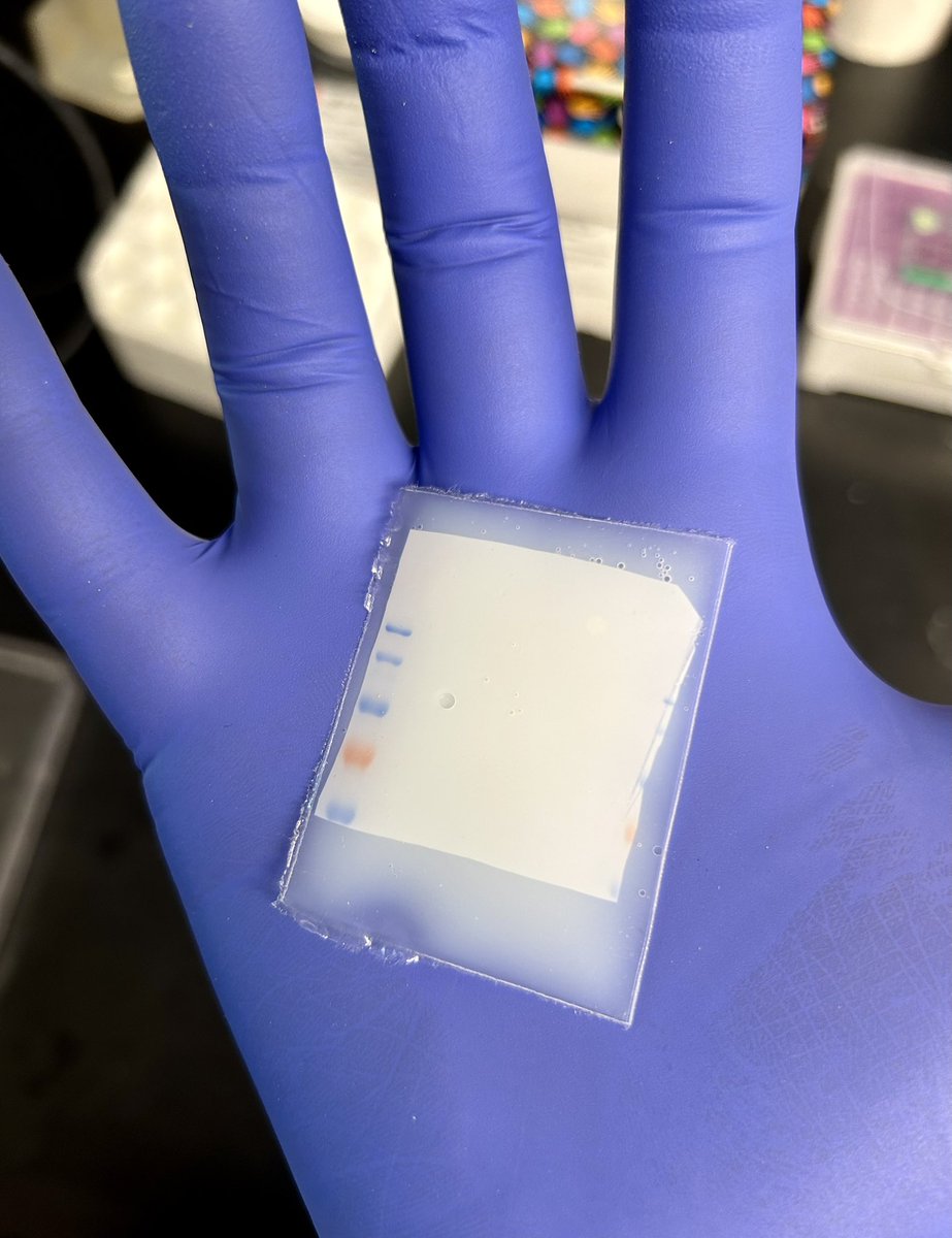 <a href="/fede_albanese/">Federica Albanese</a> I found the perfect wedding favor for our science-theme wedding! A mini cute #westernblot membrane! However, without antibodies, they are expensive 👆🏻