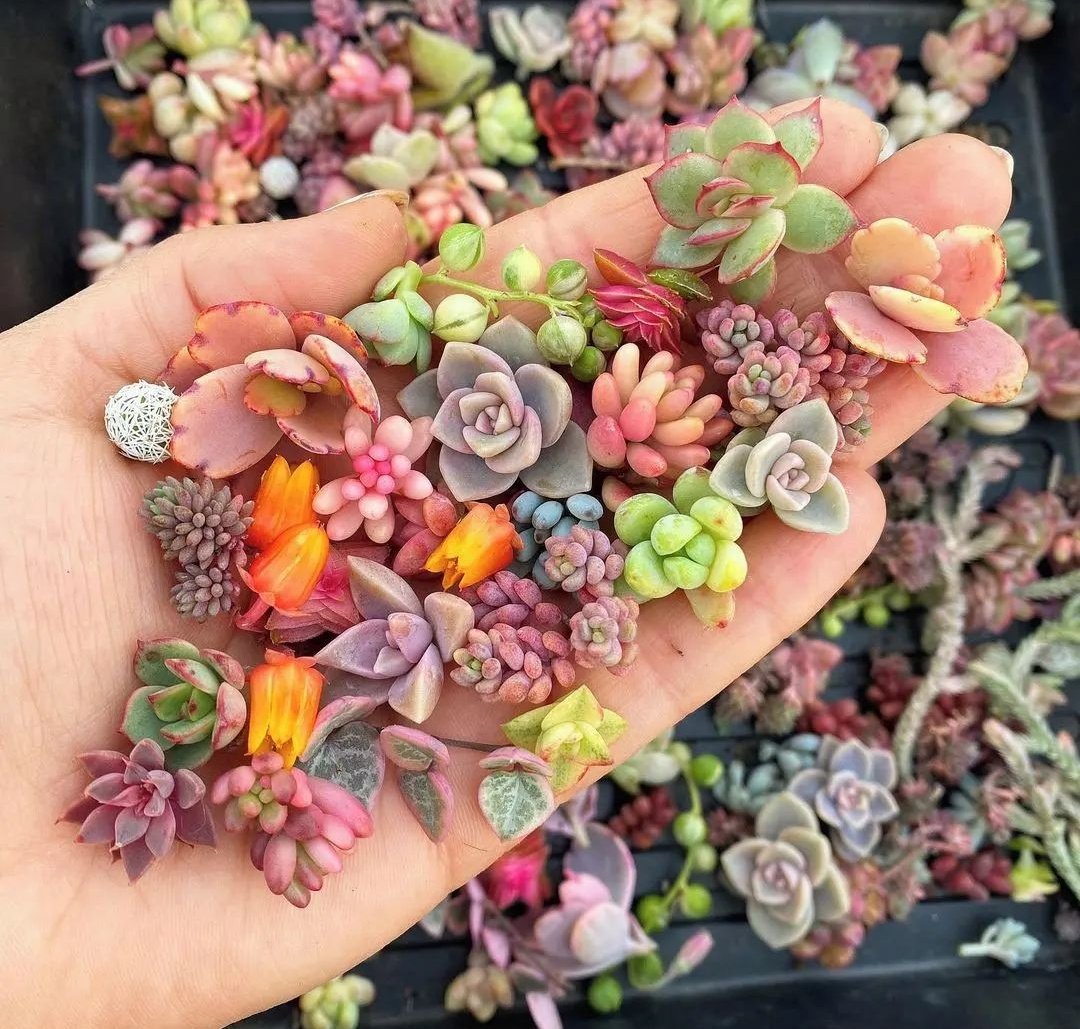 A handful of succulents 🌿