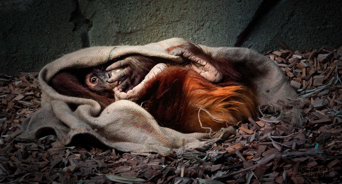 sharpfocus's tweet photo. Just a baby orangutan wrapped in his blankie.

@chesterzoo #orangutan #orangutanrescue #zootography https://t.co/eWTTJbBlW6