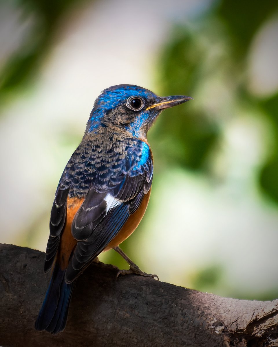 @Lightroom The Sanctified Beauty #Bluecappedrockthrush! #WorldWildlifeDay