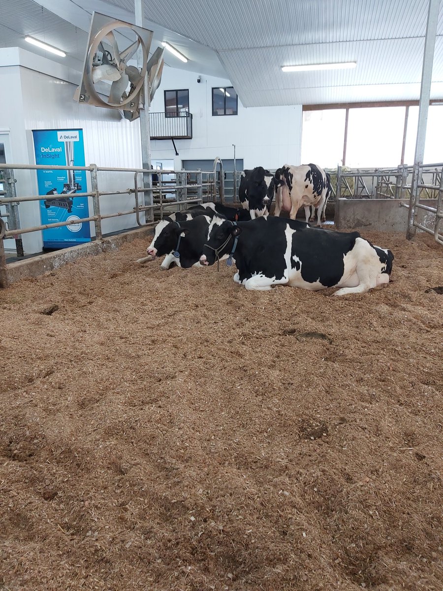 BrubakerDan's tweet photo. Bosdale Farms is one of the stops on Waterloo County Car Tour. Be sure to come by and see this beautiful farm @NorwellDairy @HolsteinOntario @DeLavalCanada #dairydonewell https://t.co/SydPwYp3NU