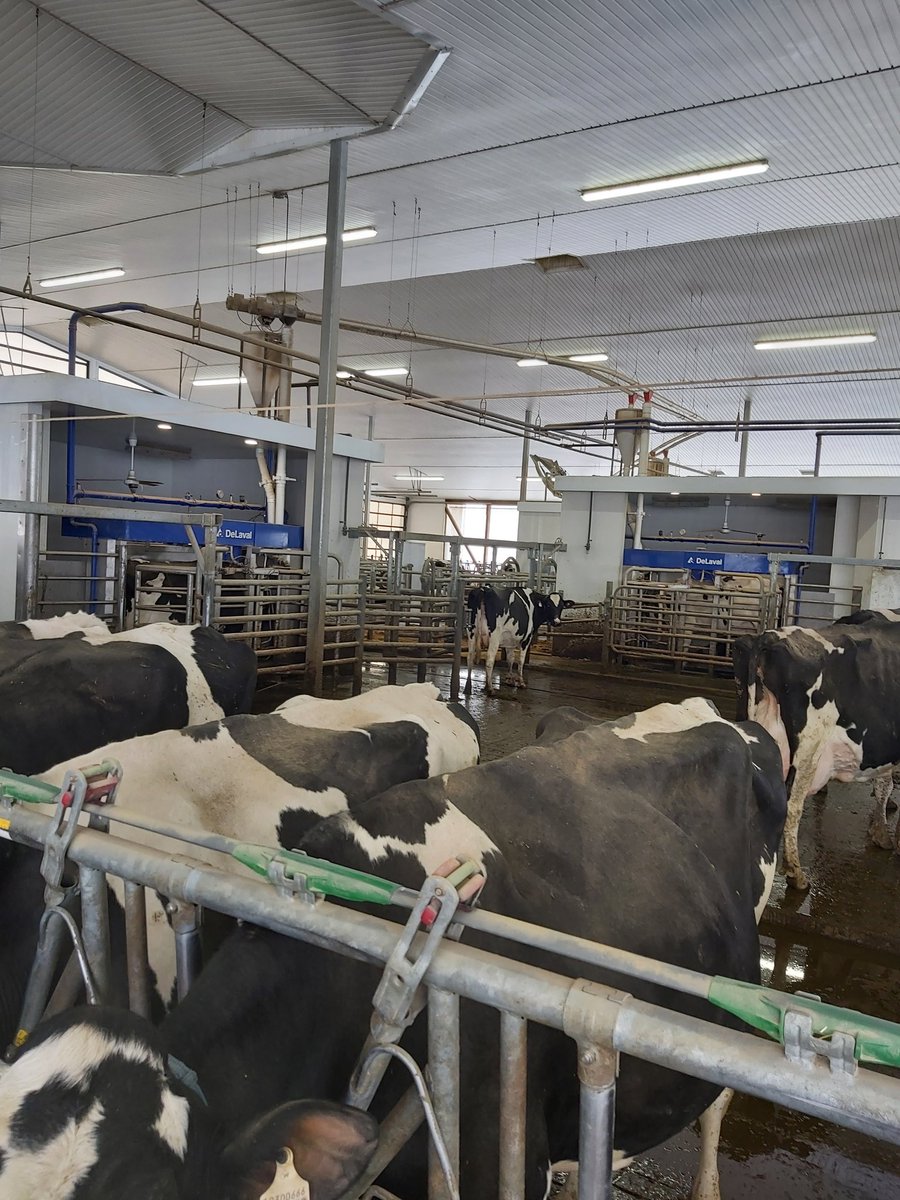 BrubakerDan's tweet photo. Bosdale Farms is one of the stops on Waterloo County Car Tour. Be sure to come by and see this beautiful farm @NorwellDairy @HolsteinOntario @DeLavalCanada #dairydonewell https://t.co/SydPwYp3NU