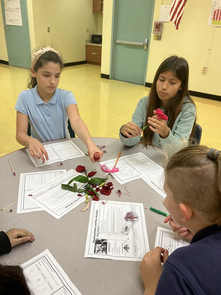 TropicalESch's tweet photo. 5th Grade working on their lab - Flowering Plants and their Cycles. Thank You to Cypress Gardens Florists for the flowers! https://t.co/tNtZ2MIrRg