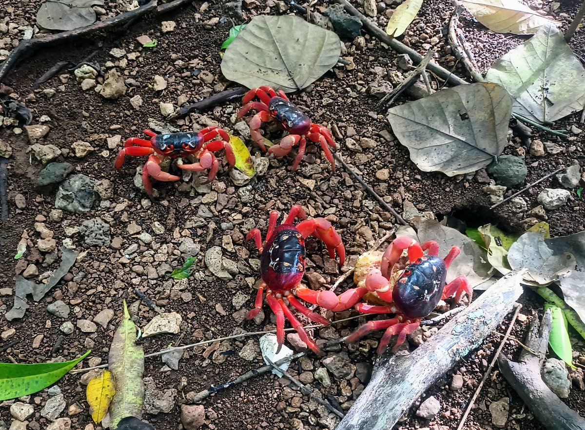 eclmnu's tweet photo. SO MANY CRABS EVERYWHERE #ChristmasIsland #RedCrabs https://t.co/cFwcqhGTbU