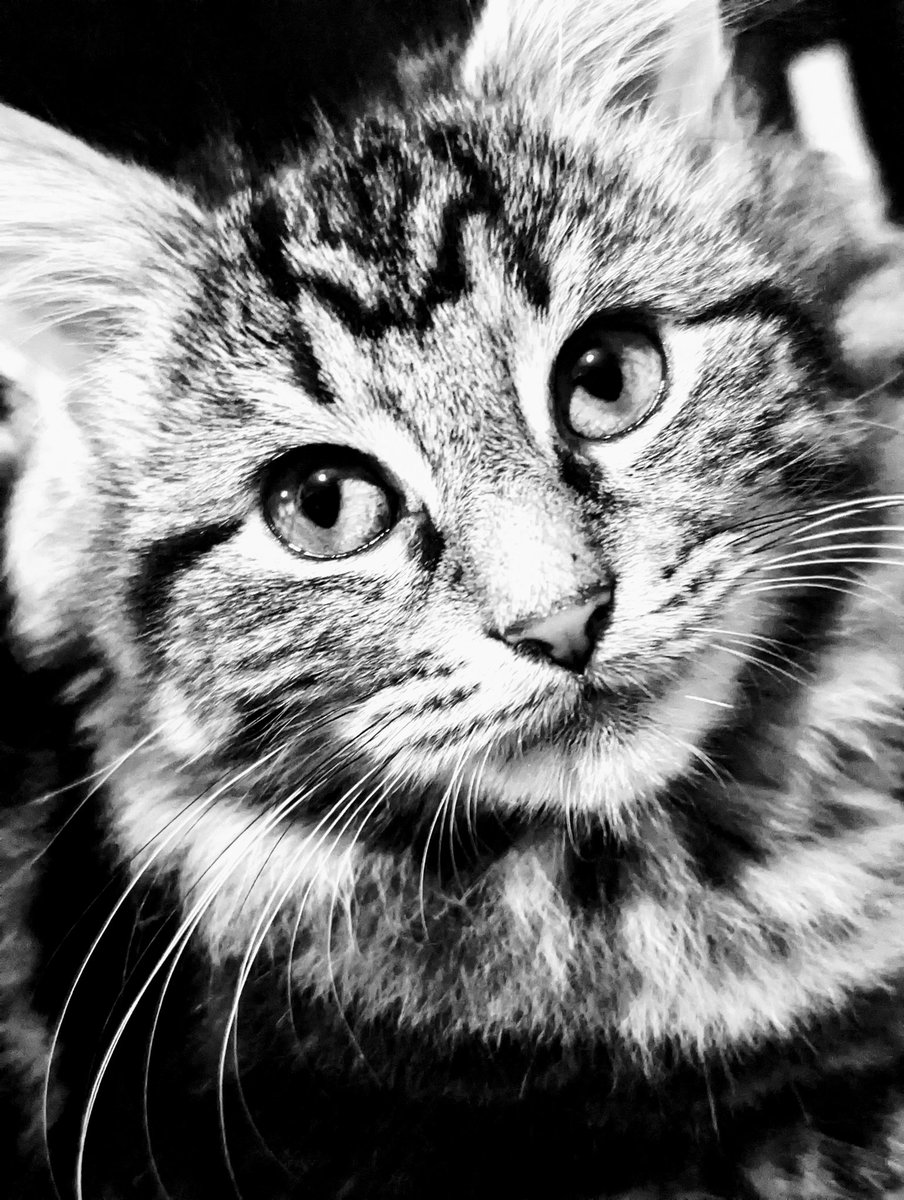 Little mush 😻🖤