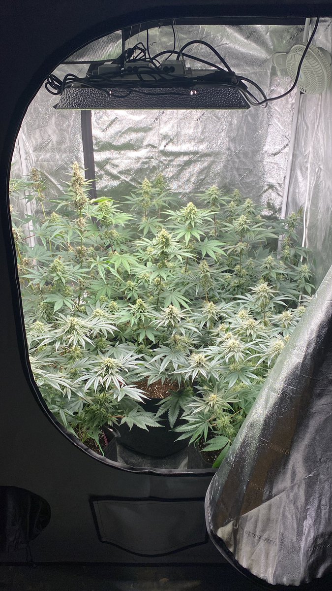 Good morning from the tester tent😶‍🌫️
#Memmberville #Homegrown #garden #plants #WeedLover #weedsmokers #smokeweed #CannabisCommunity #cannabisindustry #420babe #420community #420daily #STONER #StonerFam #flower #Medical #medicine #mentalhealth