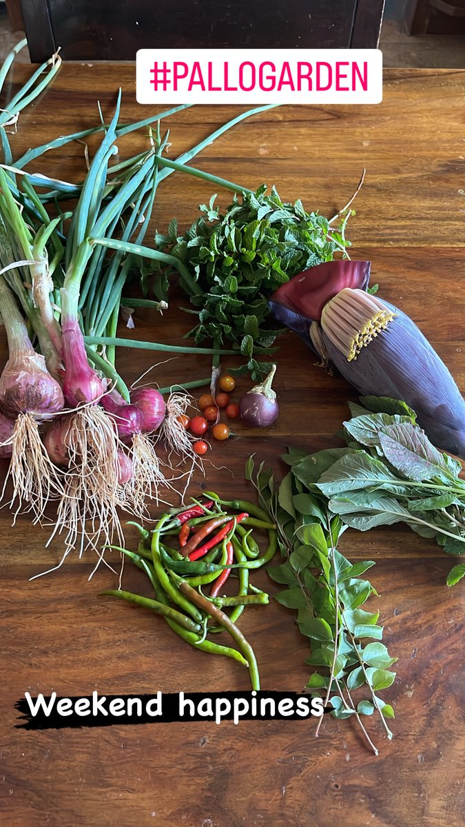 Garden is ever so giving.Haven’t been visiting garden regularly.Gardener takes care of watering on alternate days with no compost r manure used.But whenever I visit the garden I comeback basketfull.Hope 2 b more regular nw.#pallogarden #growwhatyoueat #urbanfarming #terracegarden