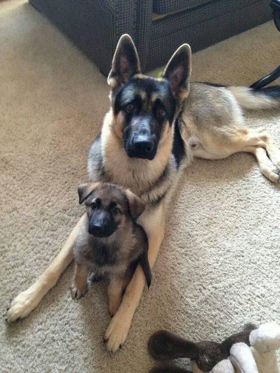 German Shepherds Mom and Son🥰