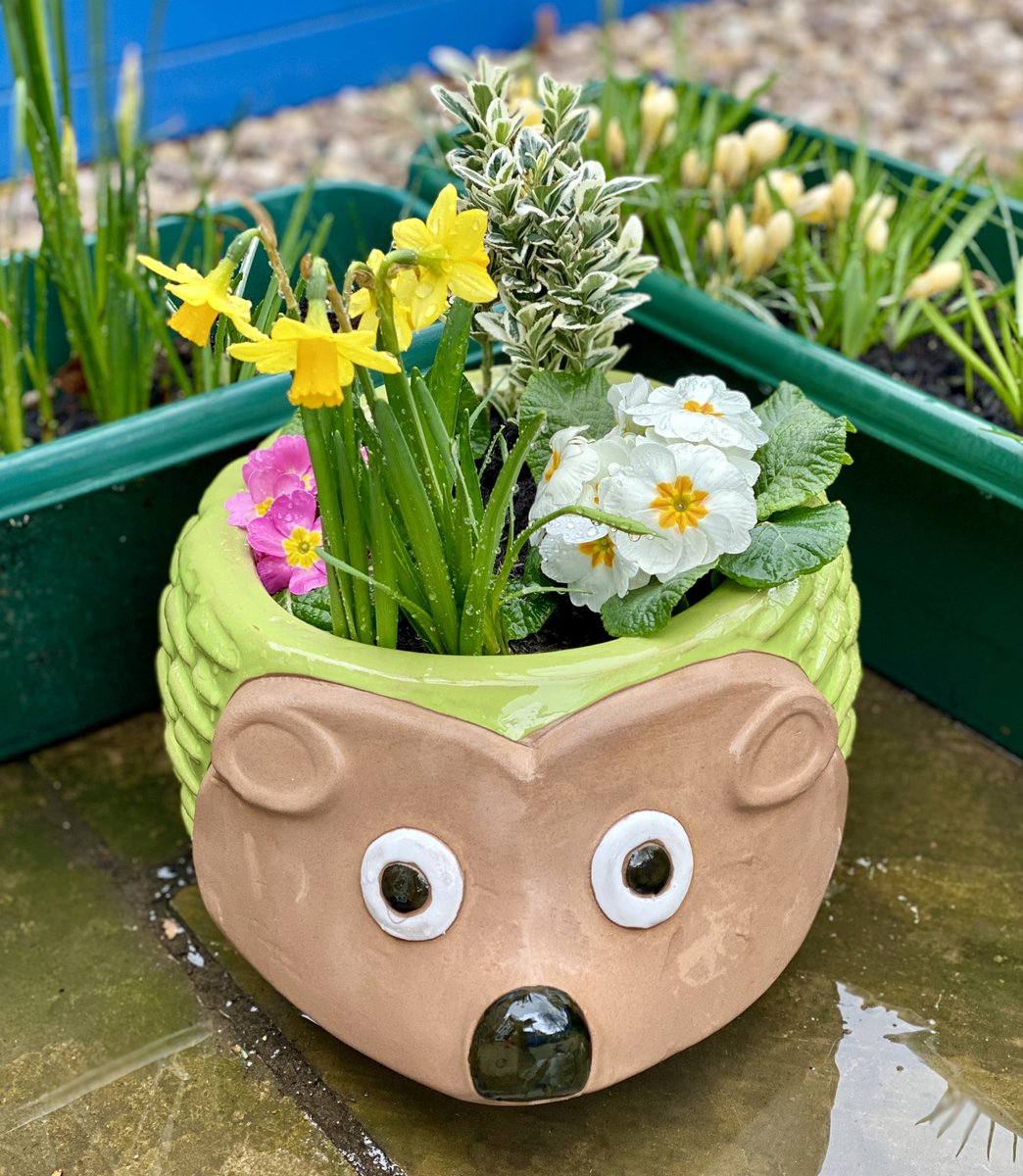 TheParaRiderMD's tweet image. Our brand new flower pot… it’s cute Hedgehog with some flowers inside the pot from my birthday 🦔💐😍

#Hedgehog #GardenDecorations #FlowerPot #Flowers #Alvaston #TeamMatt #BirthdayPresent