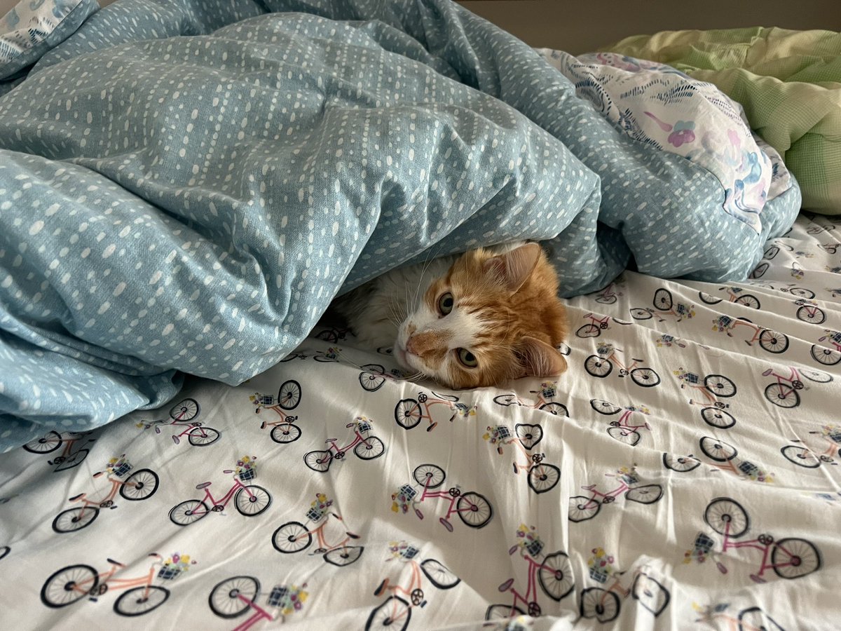 hiro (the orange cat) tweet media