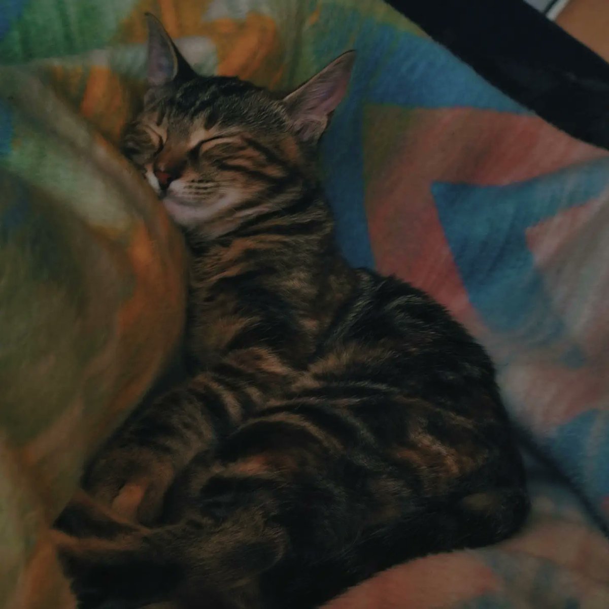 maram08523's tweet photo. @wooziskittles Bro it looks like my cat https://t.co/vXpWQfAf3E