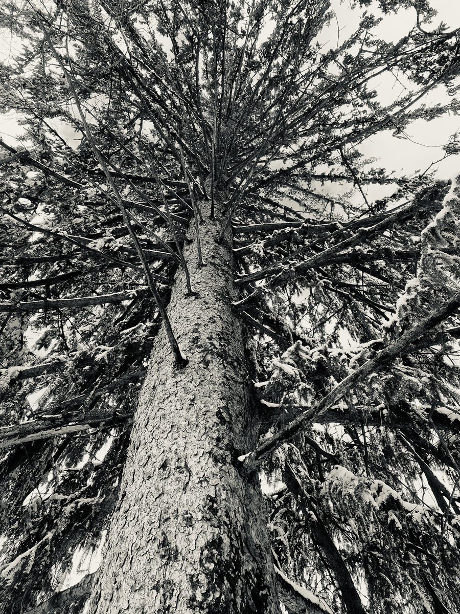 MsBookNerd23's tweet photo. Snowy tree. https://t.co/7Ob1ts52s6