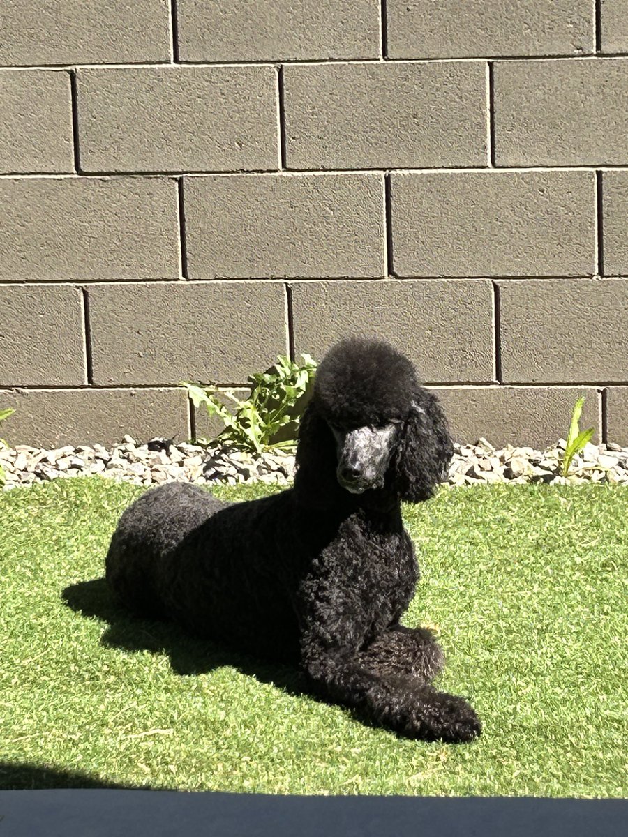 CPYhappyrunner's tweet photo. She is always ready to be captured 📷🐩 #prettypoodle #queen https://t.co/hiBaA99XNB