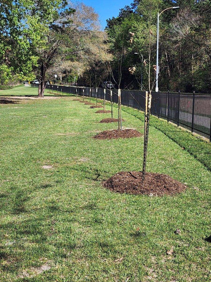BBE has partnered with Trees For Kingwood! We are a pilot campus for a tree fostering program that will help replenish The Livable Forest! First step, trees along Tree Lane! <a href="/HumbleISD_BBE/">Bear Branch Elem</a> <a href="/KakiePalmer/">Kakie Palmer</a> <a href="/LuciSchulz1/">Luci Schulz</a> <a href="/ElizabethFagen/">Liz Celania-Fagen</a>