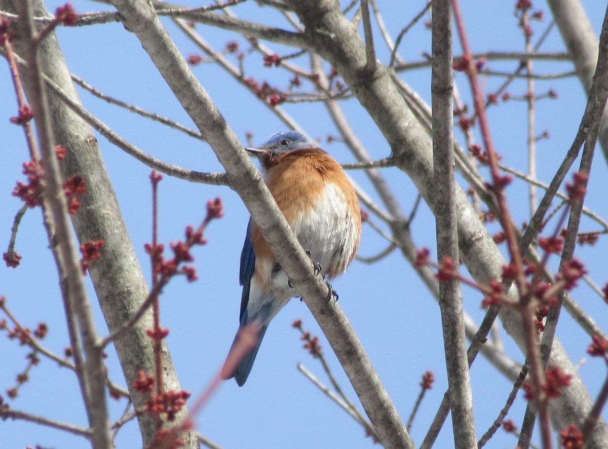 Safigirl17's tweet photo. We have many #bluebirds visiting every day. #NHNature https://t.co/tPBn8kt090