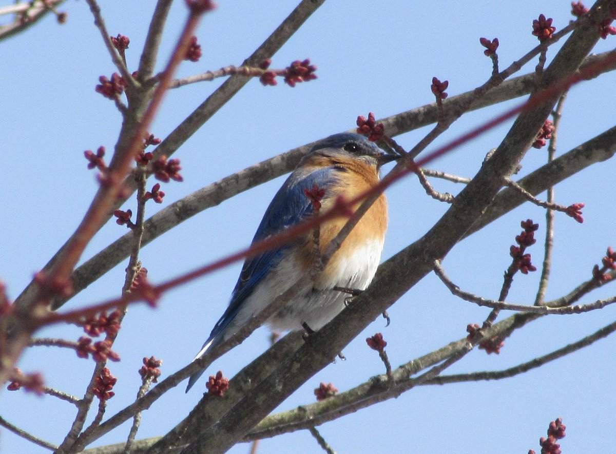 Safigirl17's tweet photo. We have many #bluebirds visiting every day. #NHNature https://t.co/tPBn8kt090