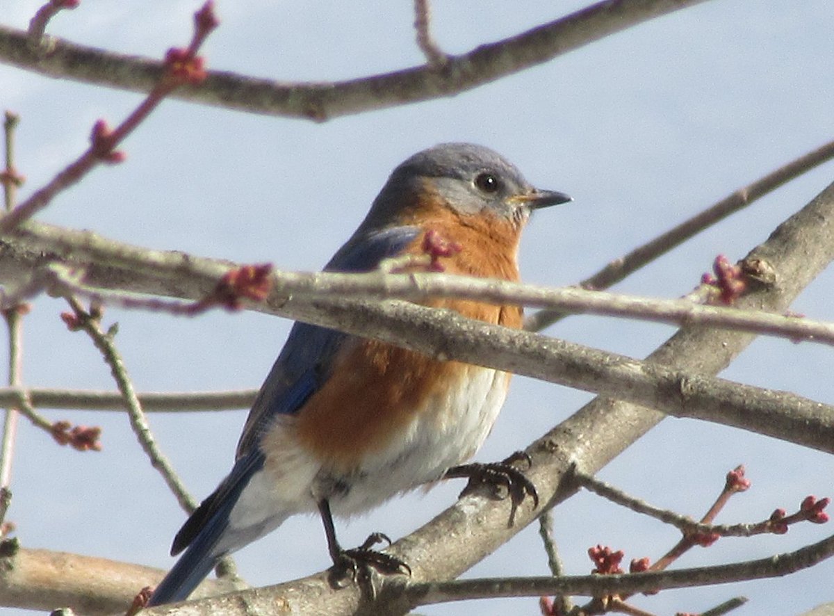 Safigirl17's tweet photo. We have many #bluebirds visiting every day. #NHNature https://t.co/tPBn8kt090