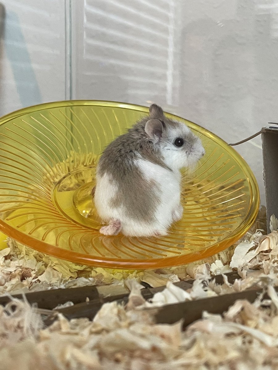 brandymfreeman's tweet photo. My bf bought me hamsters, meet Jesse and Walter https://t.co/X48UPGm9tX
