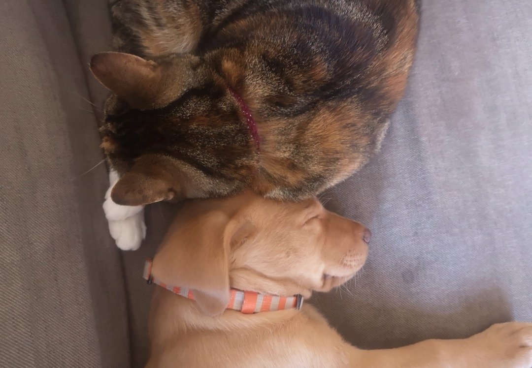 p3t3fry's tweet photo. @LancsPolice .... and this one says she's going nowhere without the cat https://t.co/1Zw656AhJW