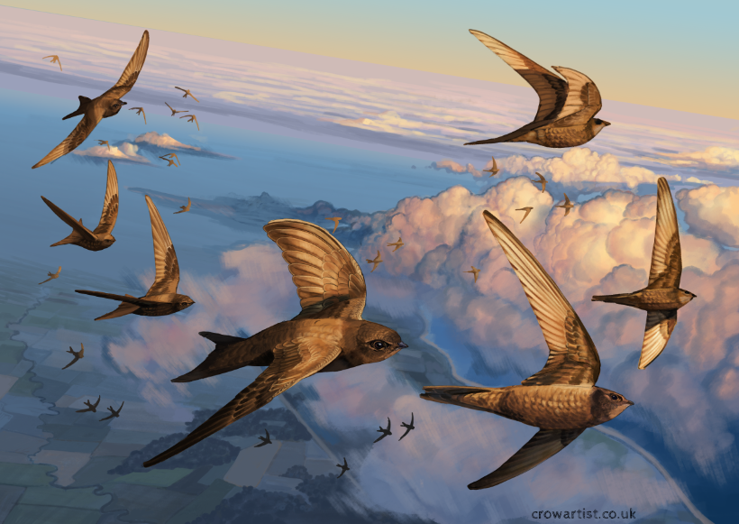 🦤 Crow Artist 🐦‍⬛🐦‍⬛🐦‍⬛🐦‍⬛🐦‍⬛🐦‍⬛🐦‍⬛🐦‍⬛🪺 tweet media