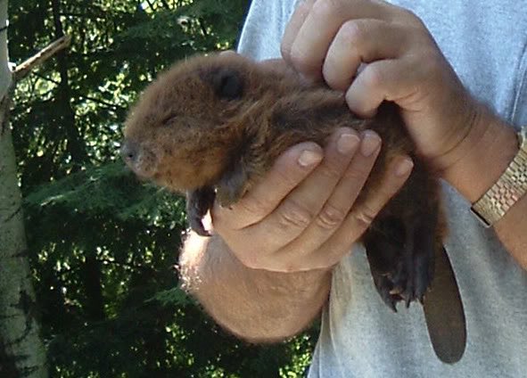 EmilyFairfax's tweet photo. Need a wetland? Here! Take these!
#WetlandCup #VoteBeaver https://t.co/2srvlsDmoa