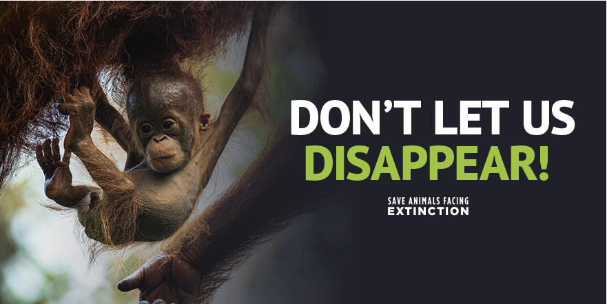 Save Animals Facing Extinction (@SaveAnimals) / Twitter Save Animals Facing Extinction (@SaveAnimals) / Twitter