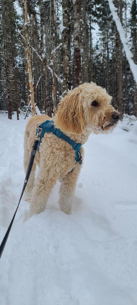 We enjoyed snowshoeing at Findley Park today with Drake! They have snowshoes that the public can use for free.