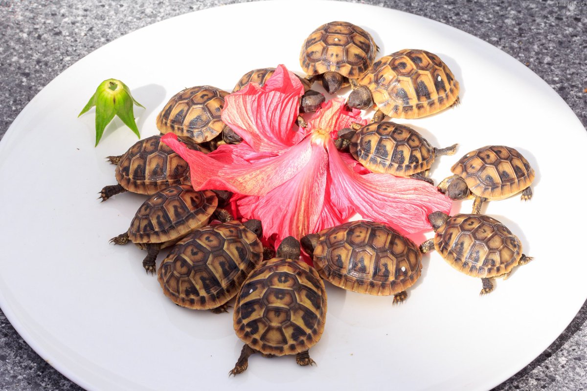 Hum_farting's tweet image. girls ,  night !