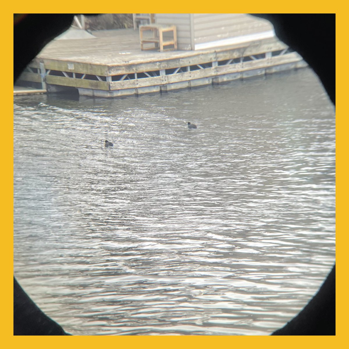 Chicago Studies tweet media