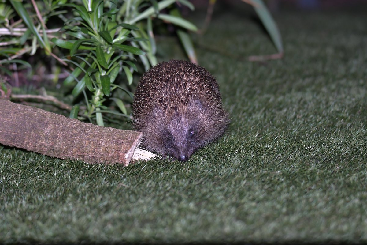 Few shots of the Hedgehog this evening. Spring is on its way 🙂 <a href="/hedgehogsociety/">Hedgehog Society</a> <a href="/BBCSpringwatch/">BBC Springwatch</a> <a href="/Mammal_Society/">Mammal Society</a> <a href="/GardenWildlife/">Wildlife Gardening</a> #hedgehog