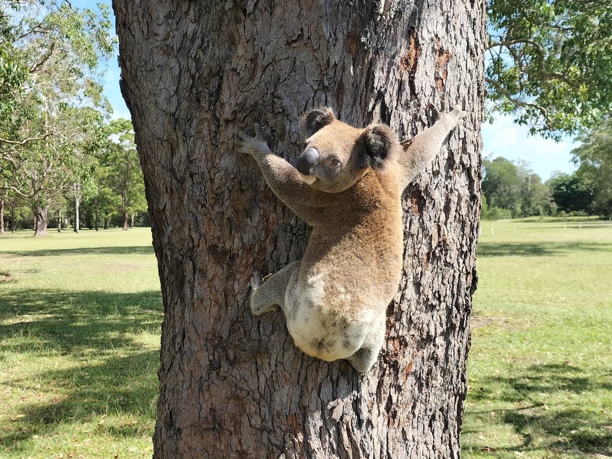 🙏🐨💖🤗 My friend John was out playing golf and this 🥰 boy went wandering across between holes 😁 and up a 🌳, paused for a pic 💕 #RichmondValleyKoalas #Vote4Koalas #Vote4Climate