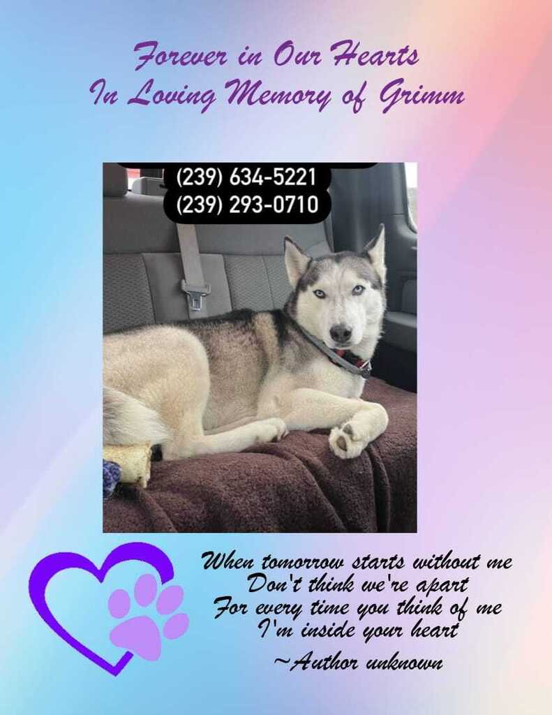 We are heartbroken to update that #Grimm is no longer with us

Our thoughts and Prayers go out to the family during this difficult time. Lost Dogs New York  sends it's condolences

Rest in peace little angel, you will always be loved