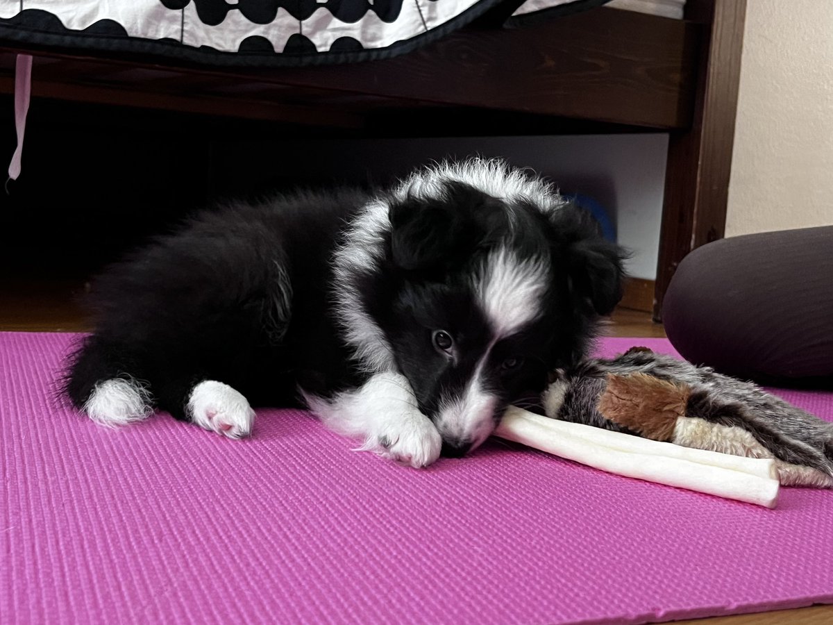 codeformylife's tweet image. 👋 Back to Twitter part 2 
🐶 Meet our new family member ”Iza”, she came yesterday. She is so cuter right now, but I know what it will be after couple of weeks… #sheltie
👩💻 I need to start some #100DaysOfCode again! Will be back