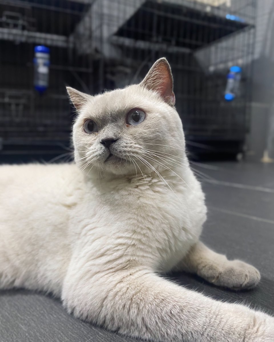 Olaf the Blue Colorpoint ☁️
.
.
#rashcat #bshmalaysia #mycat #bshcat #britishshorthair #bsh #bri #cat #rehome #feline #kitten #kitty #kucing #catlife #thedailykitten #catoftheday #cutecat #catlover #funnycat #catworld #meow #paws #fyp #fy #ilovecats #cute #adorable #love