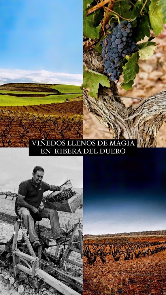 En Bodega Viña Mambrilla tenemos viñedos llenos de magia en Ribera del duero. #tempranillo #alidis #peoncaminero #esentium #rodrigoarranz #burgos #mambrilla #prefiloxera #prephylloxera #vinosprefiloxera #prephylloxerawines #tintadelpais #vm #viñamambrilla #viñedosespañoles #vines