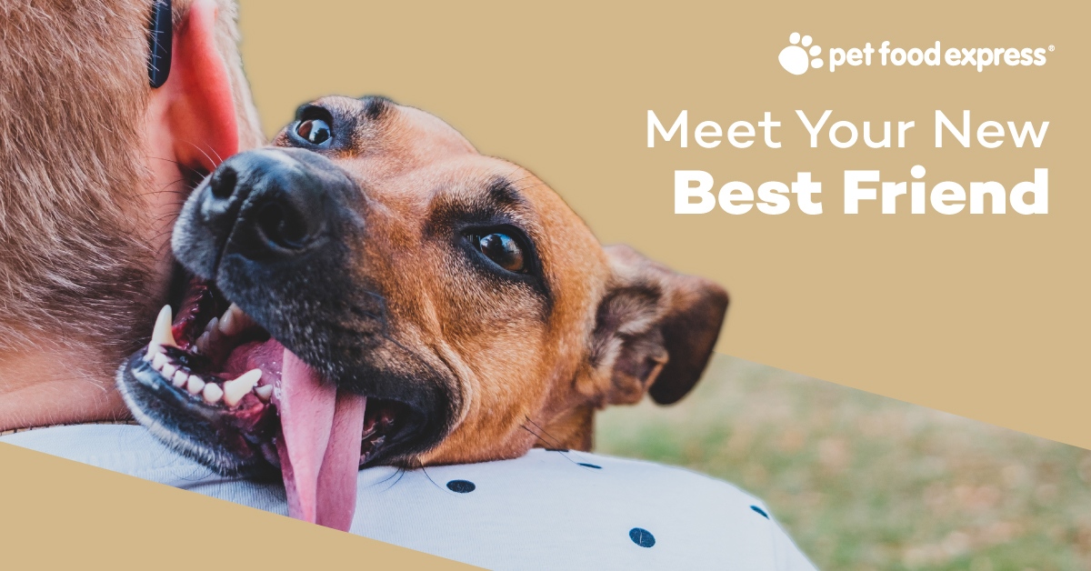 petfoodexpress's tweet photo. Looking for a new furry family member? #PetFoodExpress has got you covered! We partner with local rescues & shelters to host in-store adoption events. Follow us at Pet Food Express Pet Fair on FB & IG for updates on adoptable pets and upcoming events! https://t.co/IupJteBXT7 https://t.co/DoRwLcgjdV