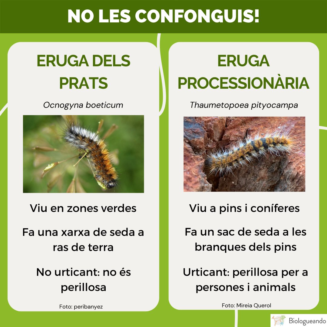 🧵1/5 Ja han aparegut les primeres erugues processionàries, temudes pel seu poder urticant.

 Els danys que provoquen, especialment en gossos curiosos, són esgarrifosos (si no ets una persona aprensiva busca 'eruga processionària llengua gos'. Si ho ets, avisada quedes).