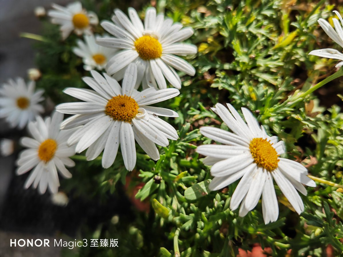 fabrizio_degni's tweet photo. A couple of pictures captured with Honor Magic 3 Pro+ after the last firmware update.
#HONORMagic3 #honor #italy #landscape #nature @Honorglobal https://t.co/7DZfijpLWz