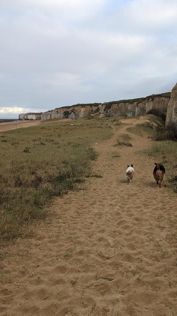 Gotta love a little dune eh, #ThatTed? Wuff! #BotanyBay