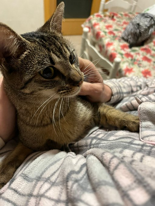 elinformerule_'s tweet photo. Gata doméstica de unos 7 meses, casera, muy cariñosa y educada. Se necesita ADOPCIÓN URGENTE si te interesa MD a @ireeemr https://t.co/KpT04kx3Hr