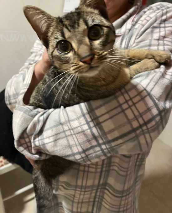 elinformerule_'s tweet photo. Gata doméstica de unos 7 meses, casera, muy cariñosa y educada. Se necesita ADOPCIÓN URGENTE si te interesa MD a @ireeemr https://t.co/KpT04kx3Hr