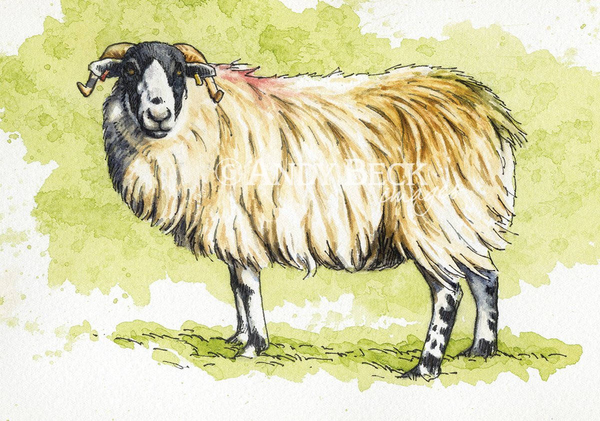 ImagesBeck's tweet photo. Just off the #easel a small #penandwash #sketch #RoughFell #sheep @FellsFarmers @FarmersWeekly @FarmingUK @FarmersGuardian @KenBromleyArt @CountryfileMag @SheepBreeders22 https://t.co/Q7zcK15gpC
