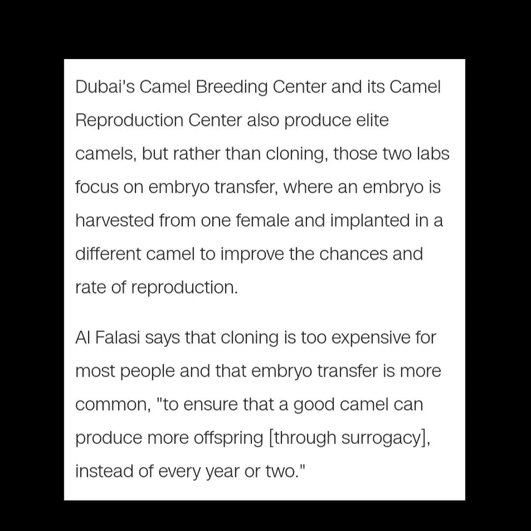 Tealfractals488's tweet photo. #cloning #clone #researchdonaldmarshall #desensitization #conditioning #socialresponsetest #socialresponse #publicresponse #camel #clonedcamel #dubai #india #nisarwanai #reproductivebiotechnolycentre #center #camelpageant #revivedeceased #cloningextinctanimals #extinct https://t.co/oWY0qMpFQI