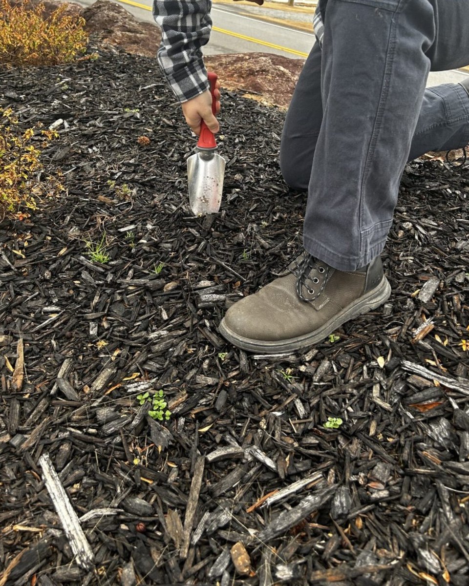 weasel_garden's tweet photo. Dig into gardening with ease! 💪

Our Garden Weasel Trowel is the perfect tool to get your hands dirty and your garden ready for the spring! 🌷

https://t.co/xNcThNY7Te https://t.co/LF4ROPENd4