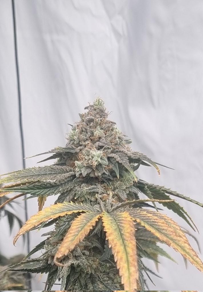 GreenGroves2's tweet photo. Rainbow belts 
Zkittlez x moonbow 
Bred by @ArchiveSeedBank 
Grown out here at GreenGroves

Super loud z terp lemon/lime/gas notes

#rainbowbelts #zkittlez #moonbow #athena #athenablended https://t.co/3DPelYpVud